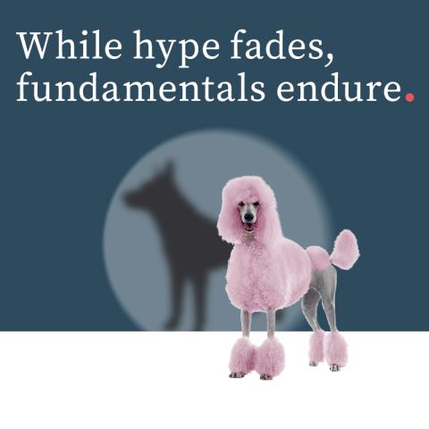 PMC031_Landing page tile_800x800_Poodle_v2_0.jpg